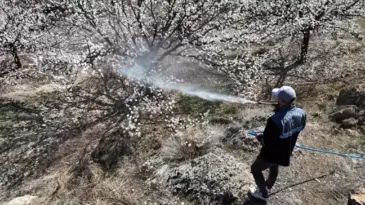 Malatya’da Kayısı Üreticileri İçin Çiçeklenme Dönemi Başladı